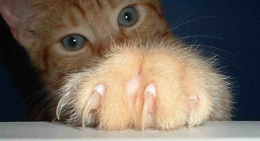 Cat Claws Public Domain
