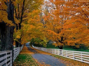Fall in New England