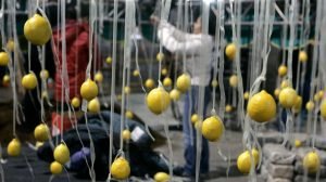 lemons 2