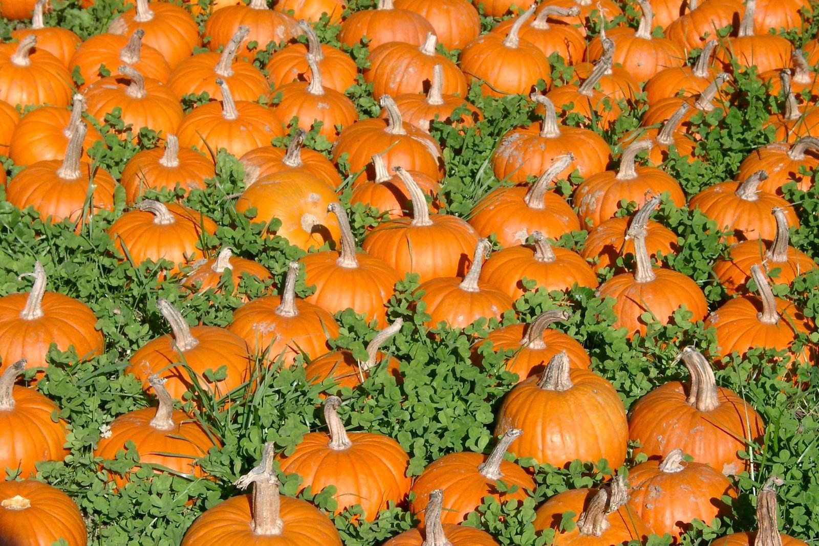 pumpkins