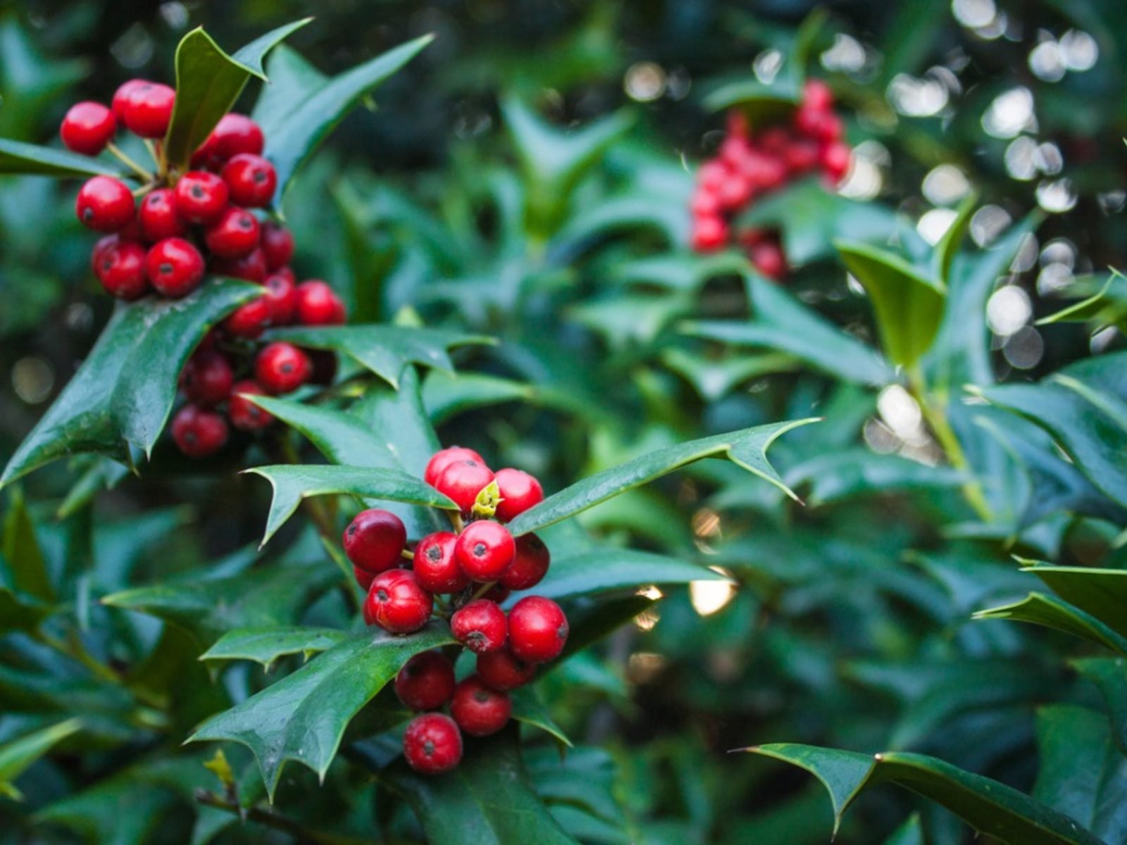 Boughs of holly