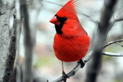 Cardinal in the tree by Scott Parker