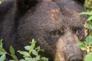 Scott Parker Bear Keene NH