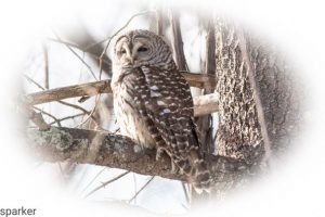 Scott Parker Owl
