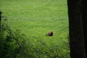 Scott Parker Groundhog