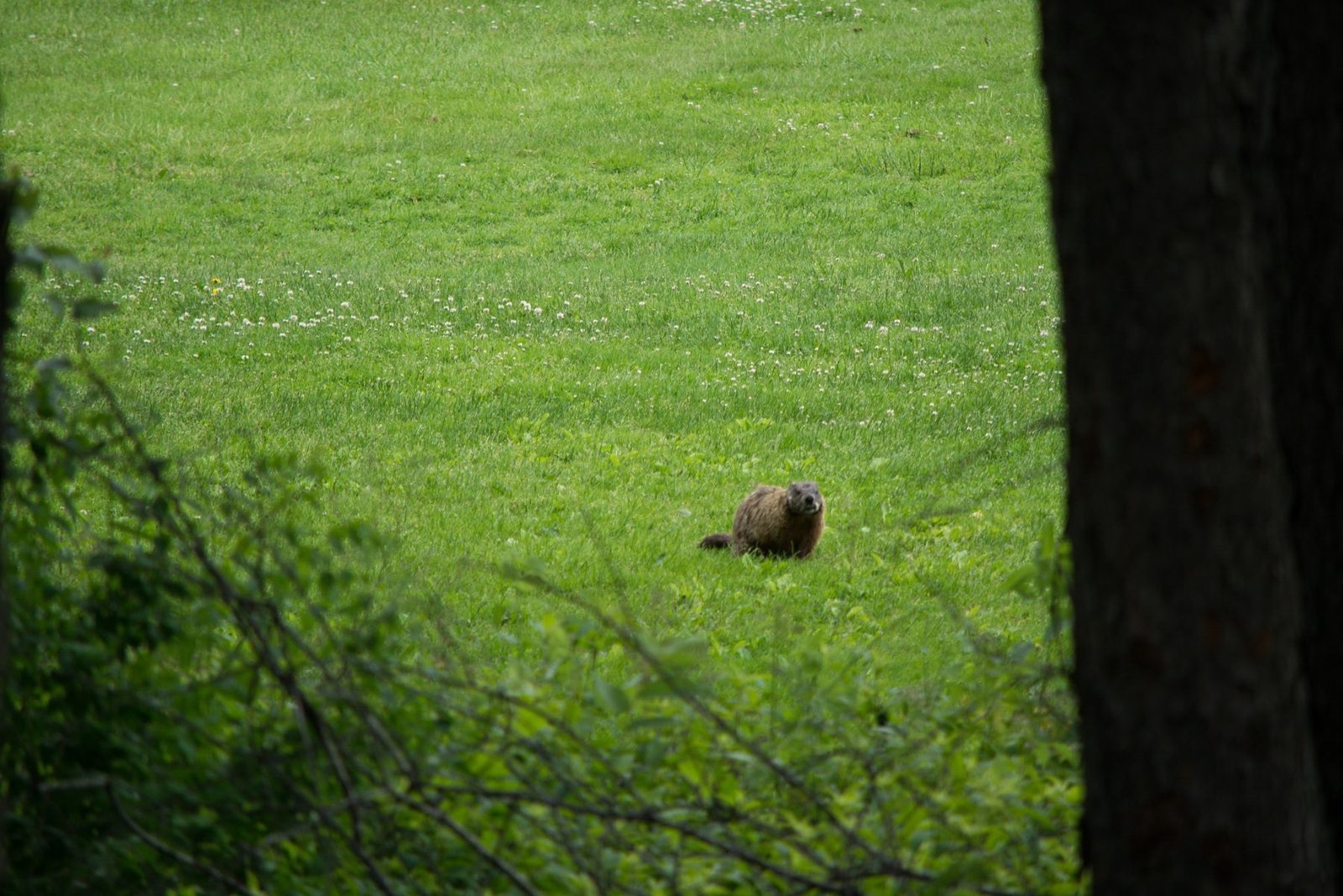 Scott Parker Groundhog
