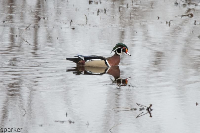 Male wood duck by Scott Parker Keene, NH