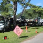 Phil's Tree Service