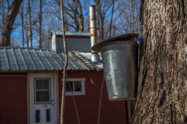 Maple syrup bucket on tree and sugar shack