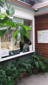 Butterfly Display at Magic Wings Butterfly Conservatory in Deerfield, Massachusetts