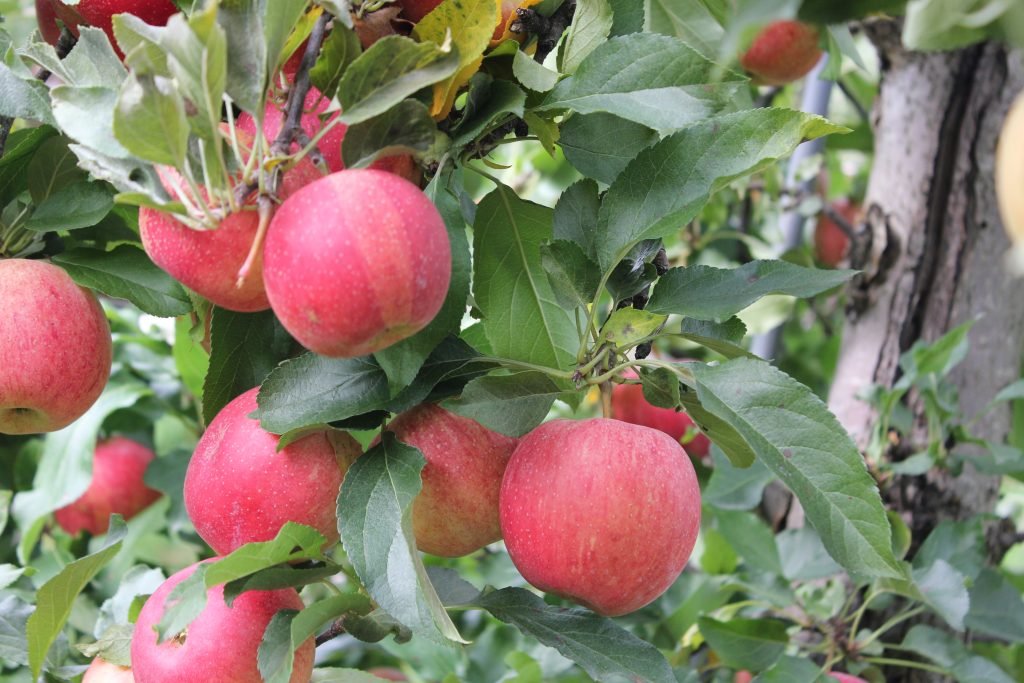 Apples at Alyson's Orchards