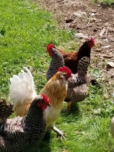 Homesteading: w/ Chickens.
