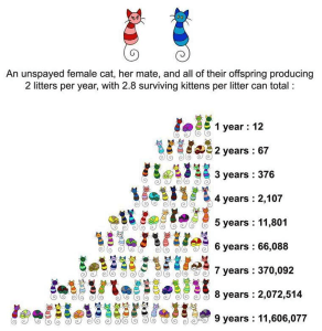 Unspayed animals and graph