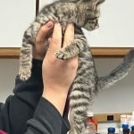 Kitten held by the vet