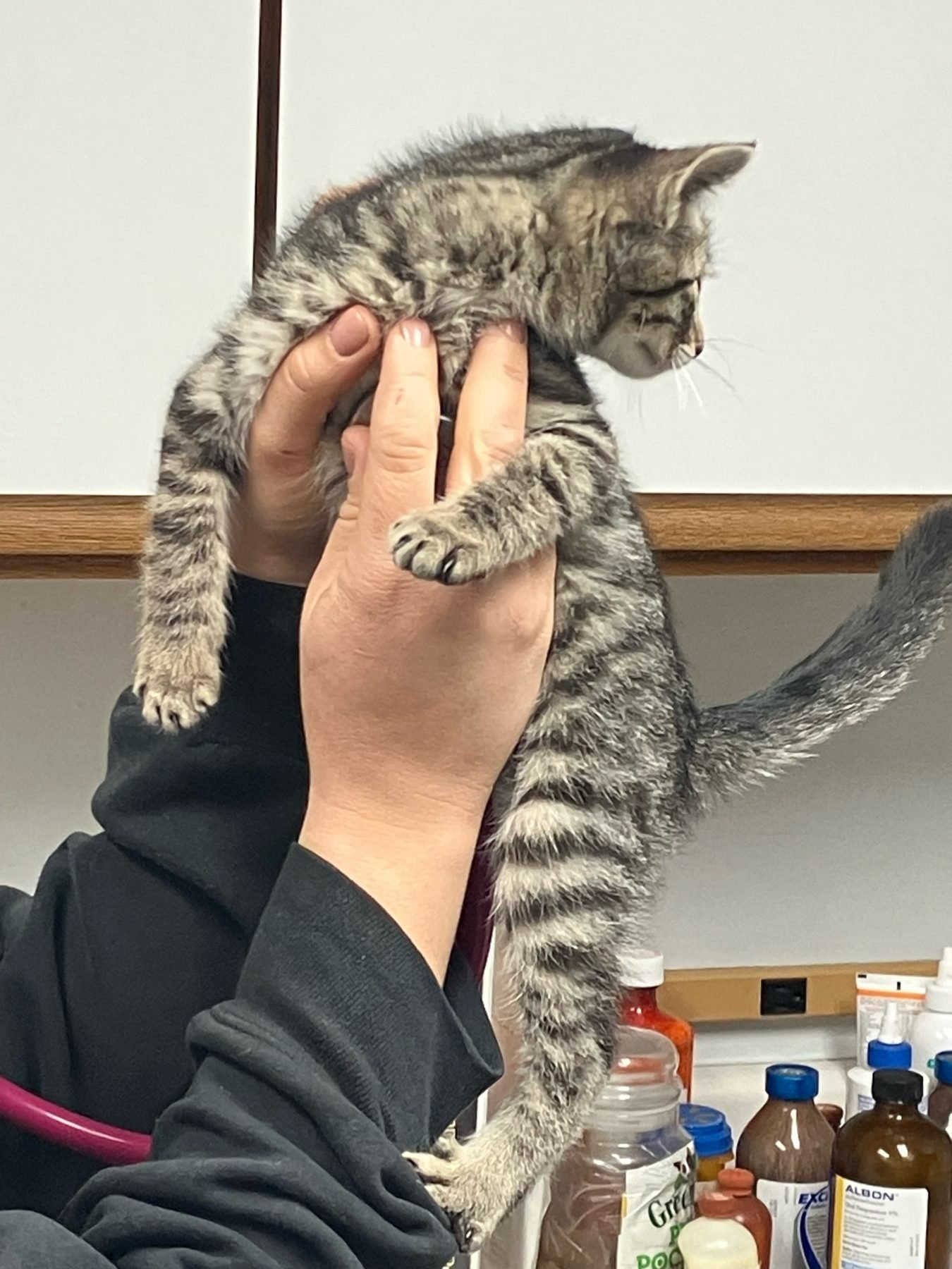 Kitten held by the vet