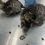 Kittens getting treats