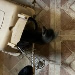 Kitten at home