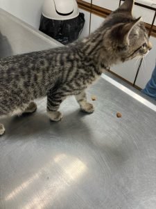 Kittens getting treats