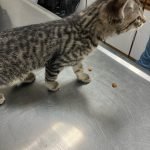 Kittens getting treats