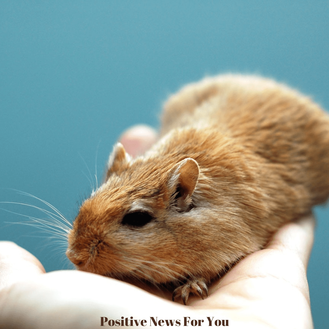 Gerbil in hand!