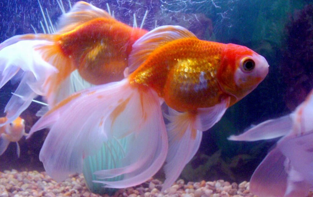 Large goldfish