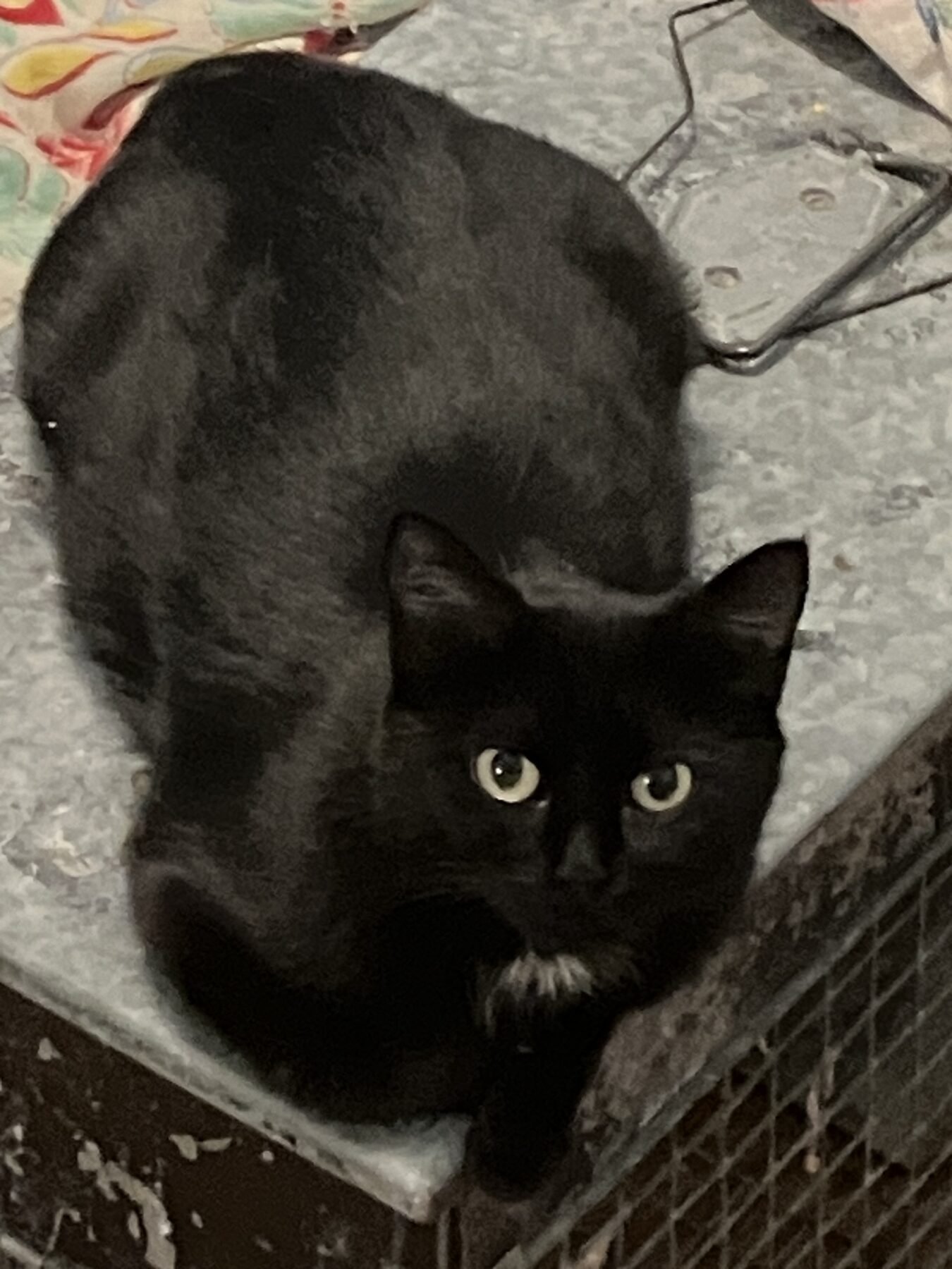 BB The Black Cat