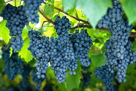 Syrah Grapes