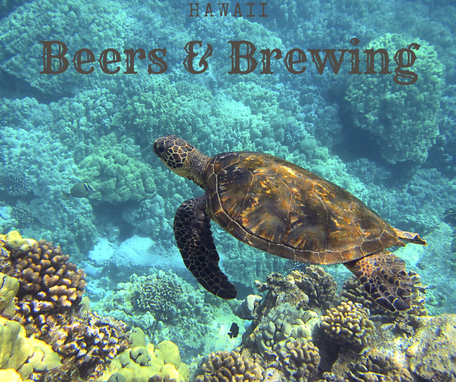 Hawaii Beers & Brewing Sea Turtle in the waters