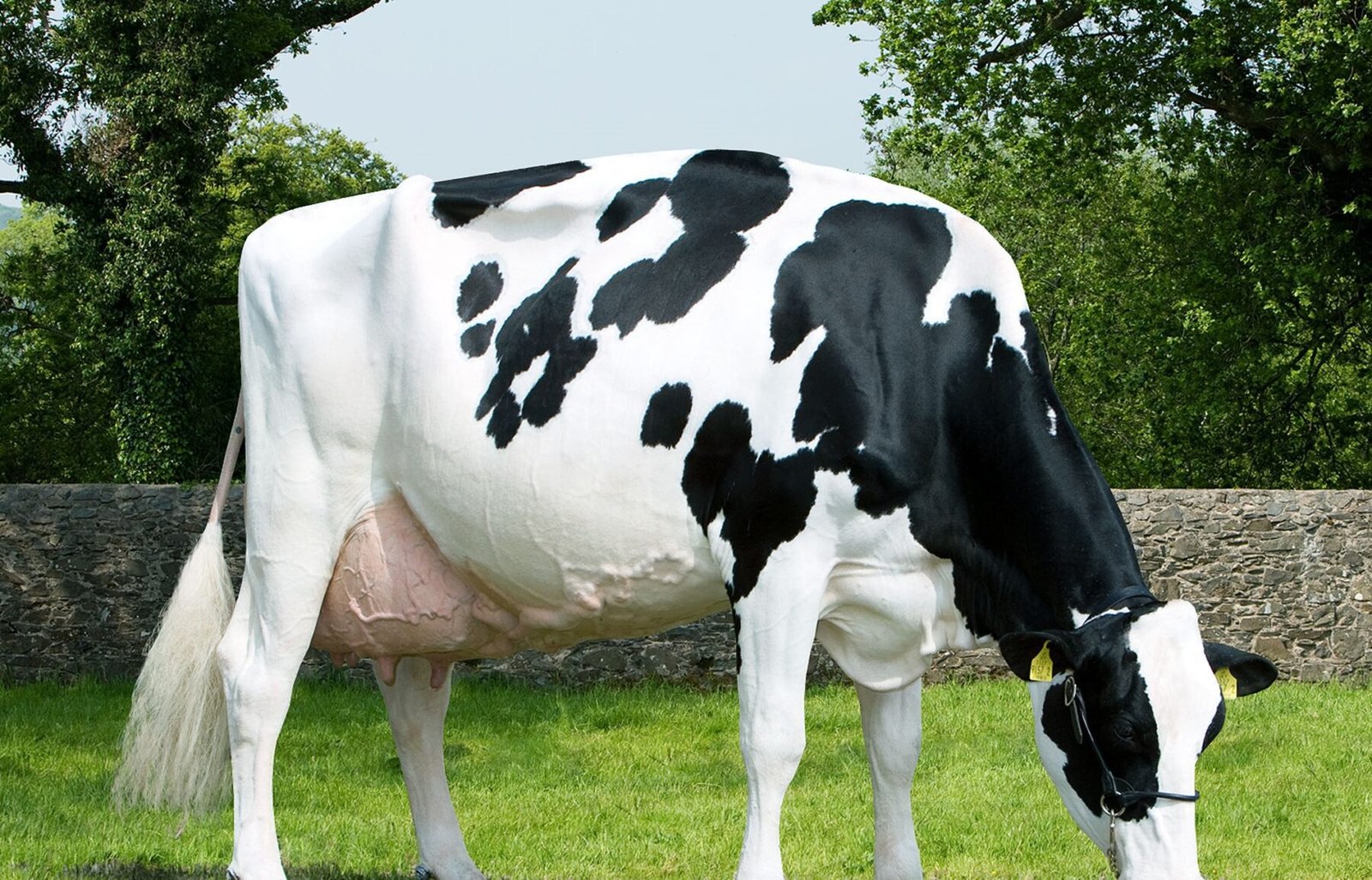 Friesan cow