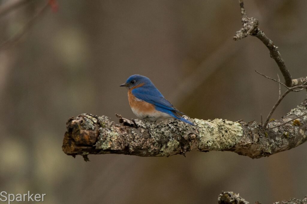 Bluebird photo by S Parker in Keene NH