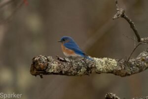 Bluebird photo by S Parker in Keene NH