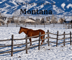 Positive Things in Montana-Horse on a Snowy Ranch