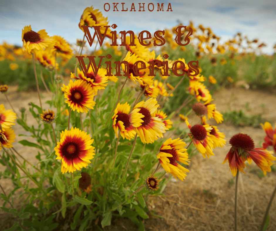 Oklahoma Wines & Wineries-Sunflowers