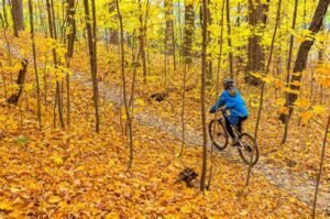 Bicycling through the woods