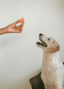 If you’re trying to capture your dog’s attention treats or their favorite toy can make all the difference