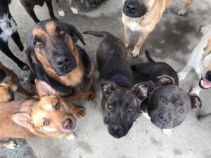 Pups patiently waiting to find their furever homes.