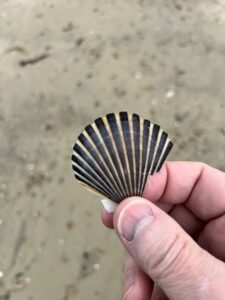 Sea Shell Treasures of the deep-Keyes Beach